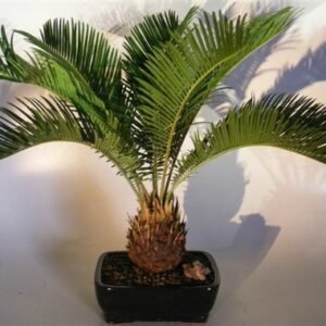 Sago Palm Bonsai Tree(cycas revoluta)