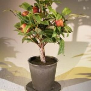 Artificial Pomegranate Bonsai Tree