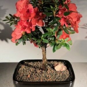 Flowering Tropical Duc De Rohan Azalea Bonsai Tree (southern indica)