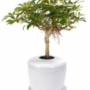 Hawaiian Umbrella Bonsai Tree (arboricola schefflera 'luseanne') and