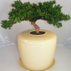 Monterey Juniper Preserved Bonsai Tree (Not a Living Tree) and