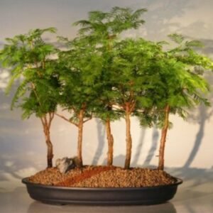 Redwood Bonsai Tree - 5 (Five) Tree Forest Group (metasequoia
