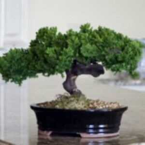 Monterey Juniper Single Trunk Preserved Bonsai Tree (Preserved - Not a