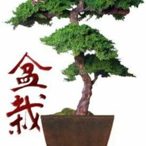 Monterey Juniper 6 Feet Tall Kage Style Preserved Bonsai Tree