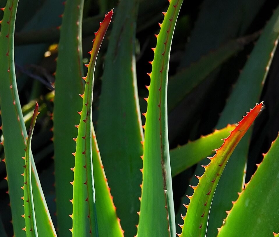 Nature and Growth